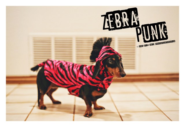 Emily | October 2015. Photo by: Johnny Ortez-Tibbels ©