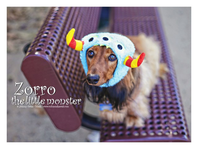 Zorro | October 2015. Photo by: Johnny Ortez-Tibbels ©