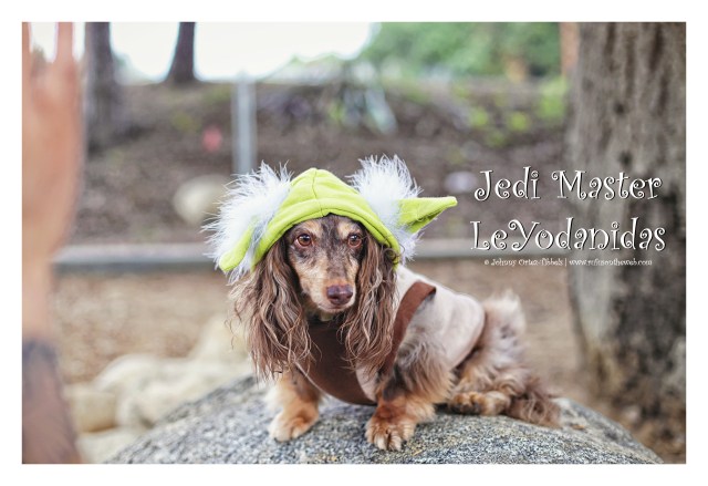 Leo | October 2015. Photo by: Johnny Ortez-Tibbels ©