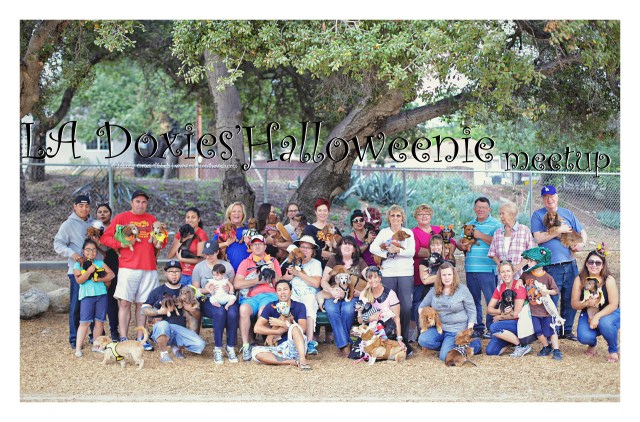 LA Doxies' Halloweenie Meetup | October 2015. Photo by: Johnny Ortez-Tibbels ©