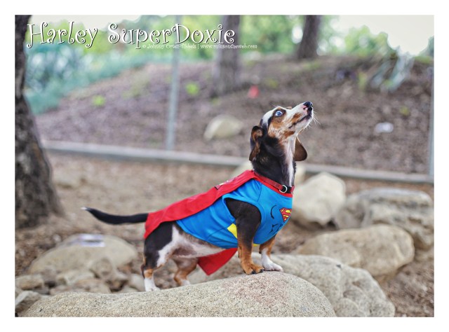 Harley | October 2015. Photo by: Johnny Ortez-Tibbels ©