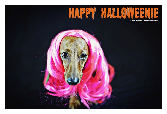 Lily | October 2015. Photo by: Johnny Ortez-Tibbels ©