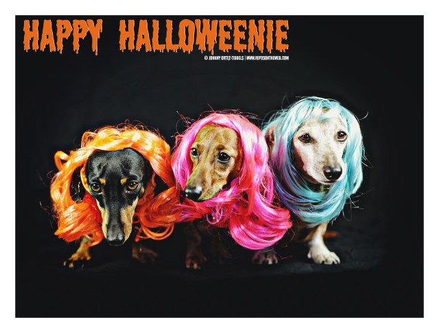 Dachshunds doing drag | October 2015. Photo by: Johnny Ortez-Tibbels ©