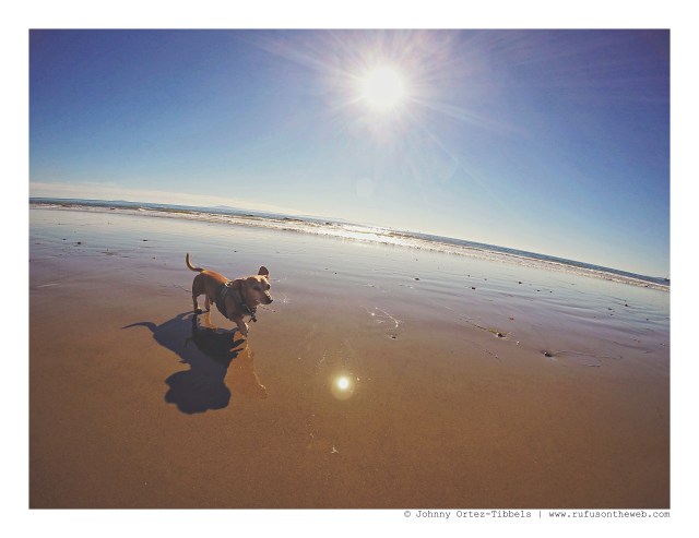 Rufus | November 2015. Photo by: Johnny Ortez-Tibbels ©