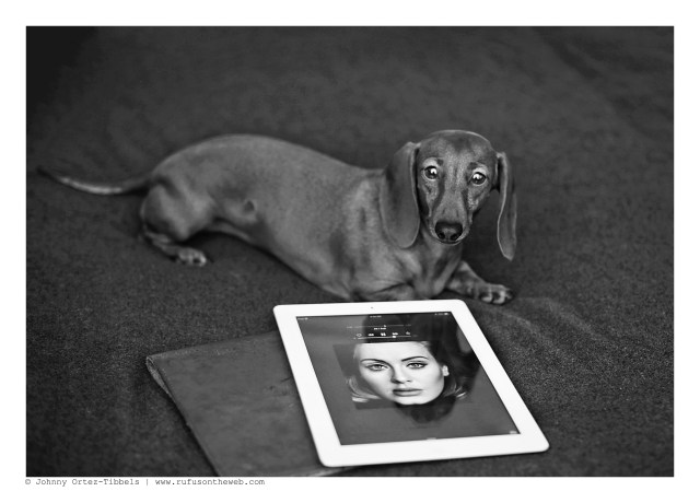 Lily | November 2015.  Photo by: Johnny Ortez-Tibbels ©