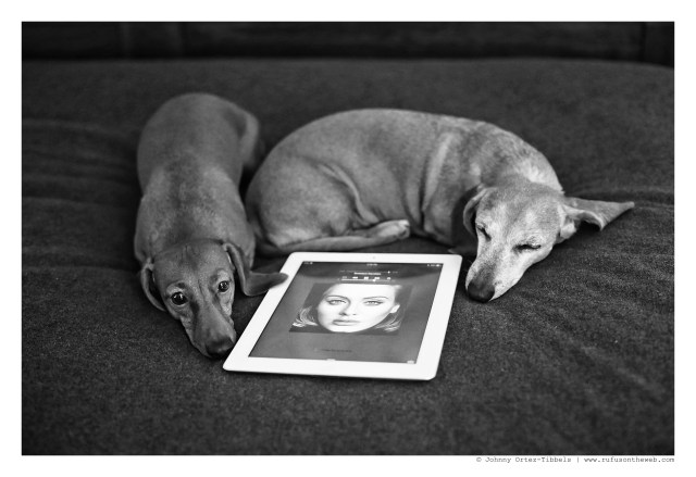 Lily & Rufus | November 2015.  Photo by: Johnny Ortez-Tibbels ©