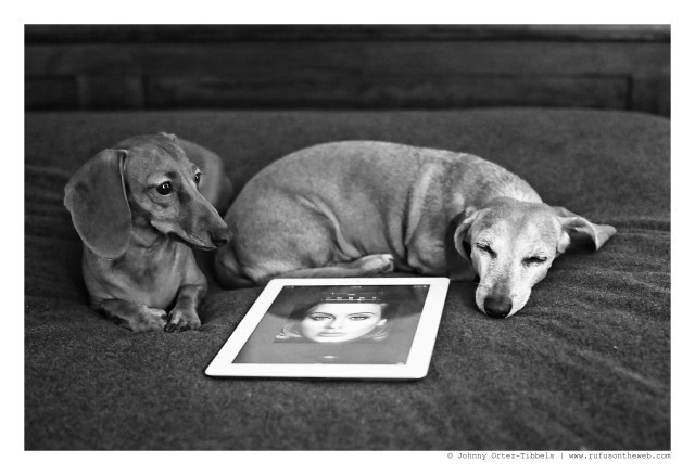 Lily & Rufus | November 2015.  Photo by: Johnny Ortez-Tibbels ©