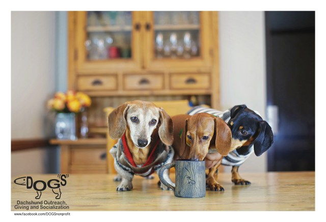 Rufus, Lily & Emily | November 2015. Photo by: Johnny Ortez-Tibbels ©