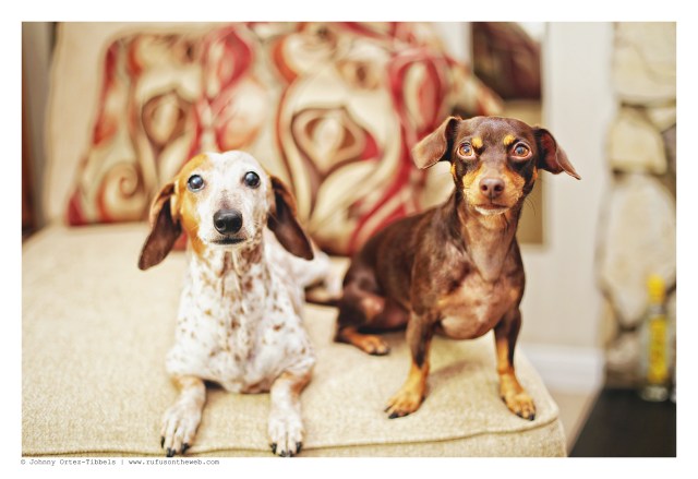 Bailey & Bertie | August 2015. Photo by: Johnny Ortez-Tibbels ©