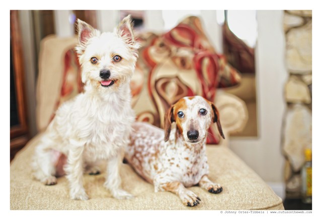 Dexter & Bailey | August 2015. Photo by: Johnny Ortez-Tibbels ©