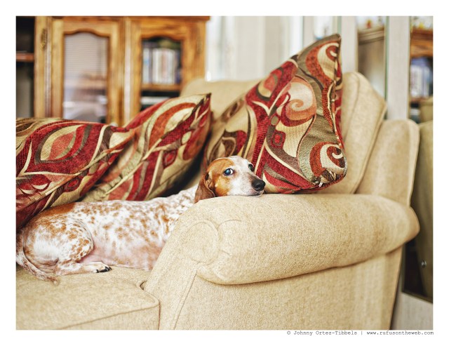 Bailey | August 2015. Photo by: Johnny Ortez-Tibbels ©