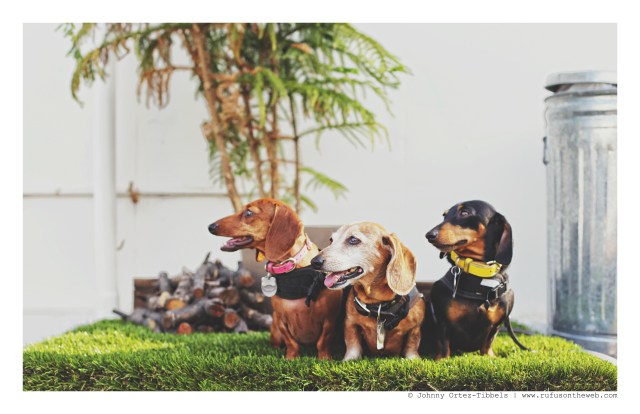 Lily, Rufus & Emily | October 2015. Photo by: Johnny Ortez-Tibbels ©