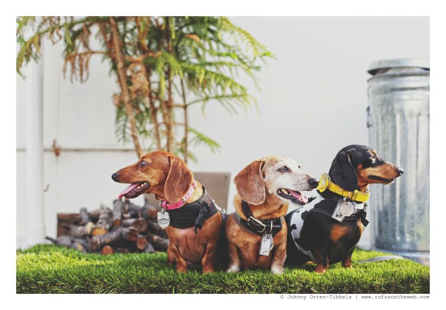 Lily, Rufus & Emily | October 2015. Photo by: Johnny Ortez-Tibbels ©