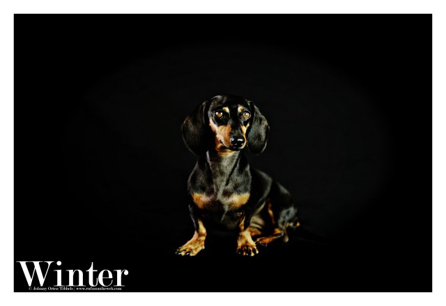 Winter | September 2015. Photo by: Johnny Ortez-Tibbels ©