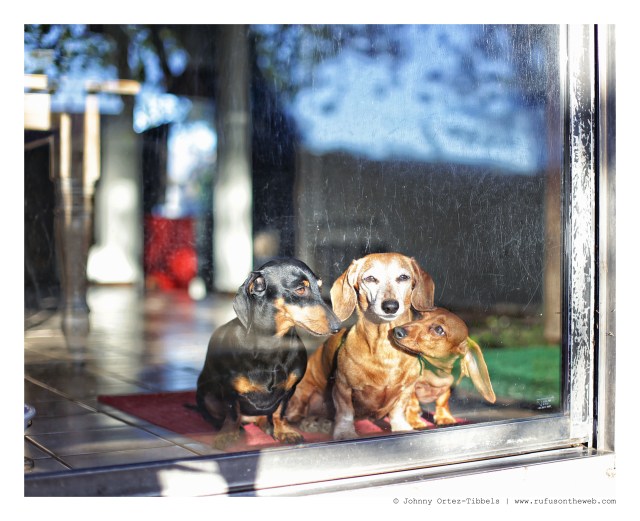Emily, Rufus & Lily | November 2015. Photo by: Johnny Ortez-Tibbels ©