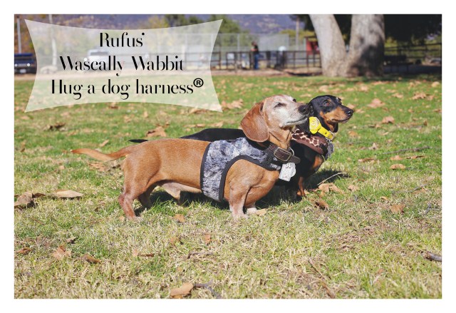 Rufus' Wascally Wabbit| December 2015. Photo by: Johnny Ortez-Tibbels ©