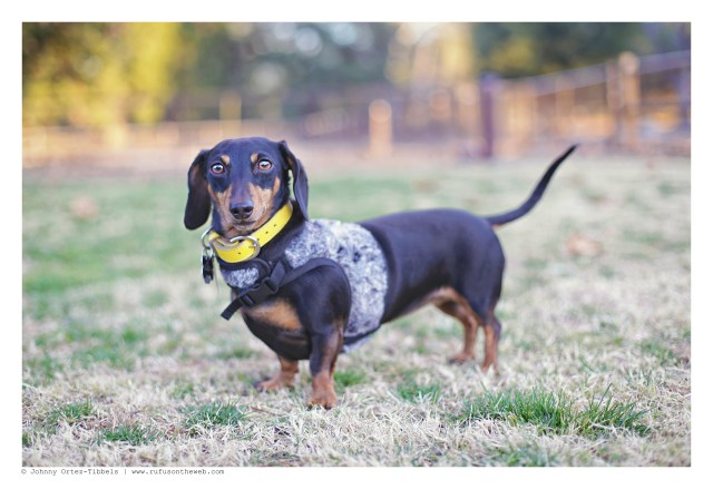 Emily in her Wascally Wabbit | December 2015. Photo by: Johnny Ortez-Tibbels ©