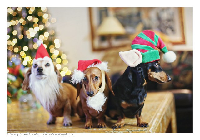 Merry Christmas from Rufus, Lily, Emily & their humans | December 2015. Photo by: Johnny Ortez-Tibbels ©