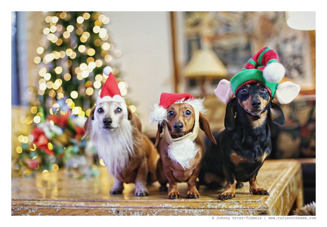 Merry Christmas from Rufus, Lily, Emily & their humans | December 2015. Photo by: Johnny Ortez-Tibbels ©