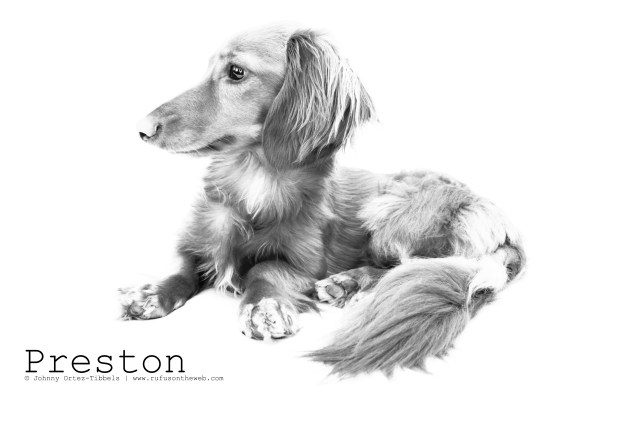 RIP Preston. Photo by: Johnny Ortez-Tibbels ©