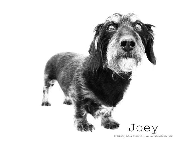 RIP Joey. Photo by: Johnny Ortez-Tibbels ©