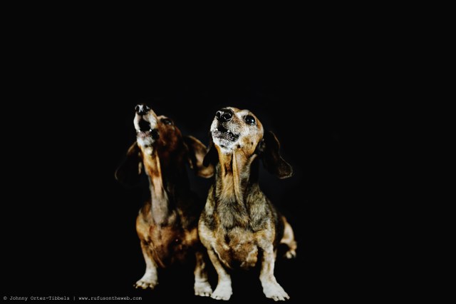 Ginger & Rusty | November 2015. Photo by: Johnny Ortez-Tibbels ©