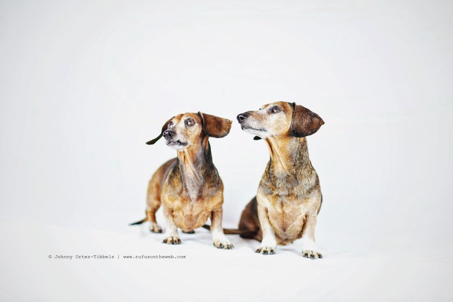 Ginger & Rusty | November 2015. Photo by: Johnny Ortez-Tibbels ©