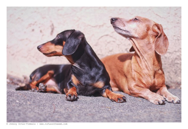 Emily & Rufus | February 2013. Photo by: Johnny Ortez-Tibbels ©