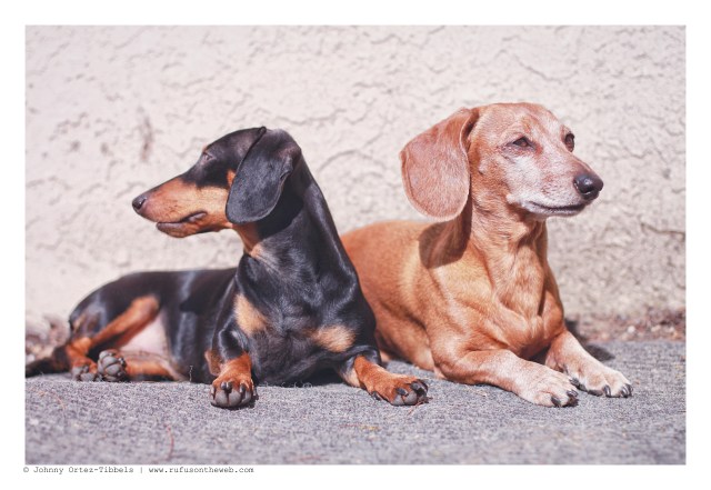 Emily & Rufus | February 2013. Photo by: Johnny Ortez-Tibbels ©