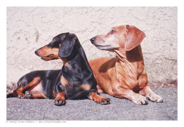 Emily & Rufus | February 2013. Photo by: Johnny Ortez-Tibbels ©
