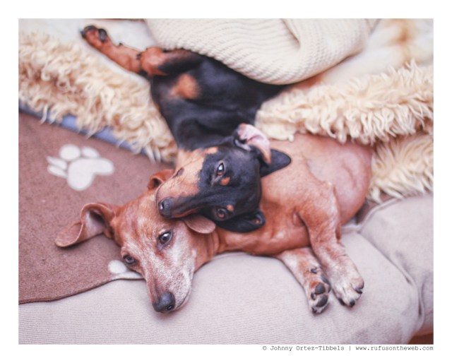 Emily & Rufus | February 2013. Photo by: Johnny Ortez-Tibbels ©