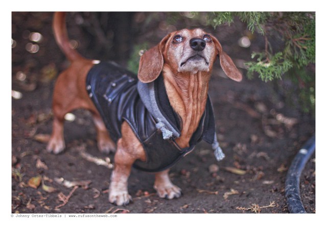 Rufus | December 2012. Photo by: Johnny Ortez-Tibbels ©