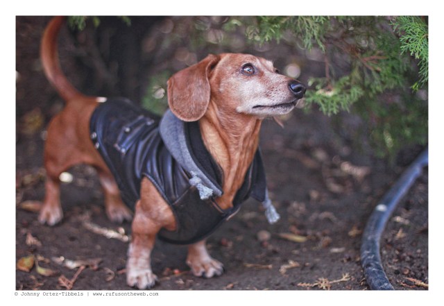 Rufus | December 2012. Photo by: Johnny Ortez-Tibbels ©