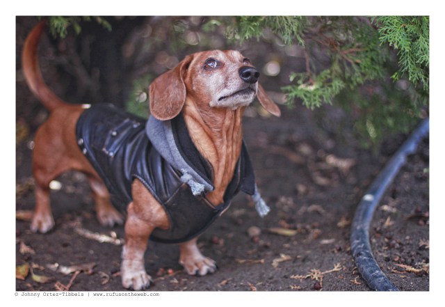 Rufus | December 2012. Photo by: Johnny Ortez-Tibbels ©