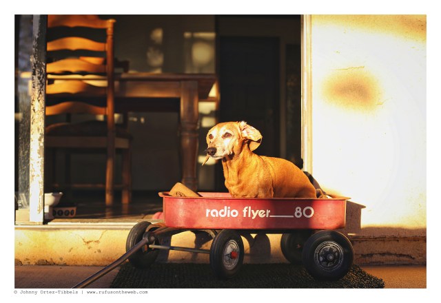 Rufus | November 2015. Photo by: Johnny Ortez-Tibbels ©