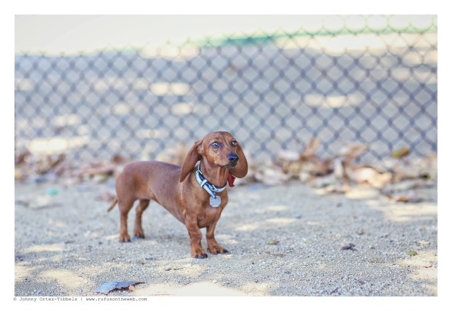 Lily | July 2014. Photo by: Johnny Ortez-Tibbels ©