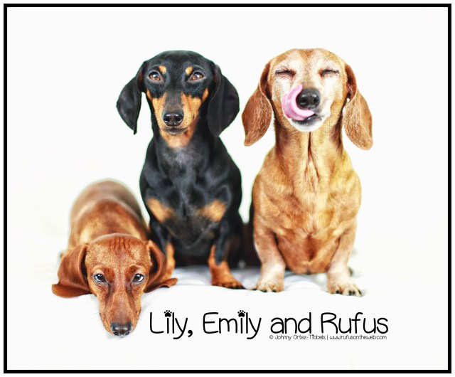 Lily, Emily & Rufus | December 2013. Photo by: Johnny Ortez-Tibbels ©