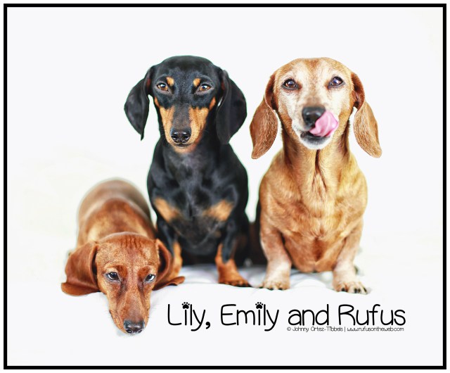 Lily, Emily & Rufus | December 2013. Photo by: Johnny Ortez-Tibbels ©