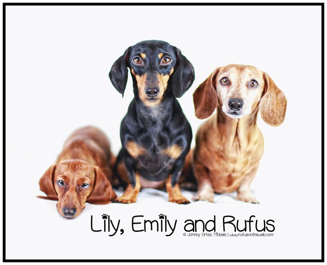 Lily, Emily & Rufus | December 2013. Photo by: Johnny Ortez-Tibbels ©