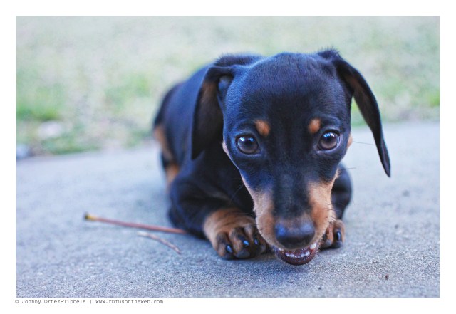 Emily | February 2012. Photo by: Johnny Ortez-Tibbels ©