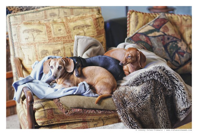 Rufus, Emily & Lily | January 2016. Photo by: Johnny Ortez-Tibbels ©