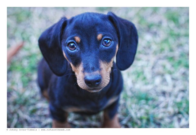 Emily | February 2012. Photo by: Johnny Ortez-Tibbels ©