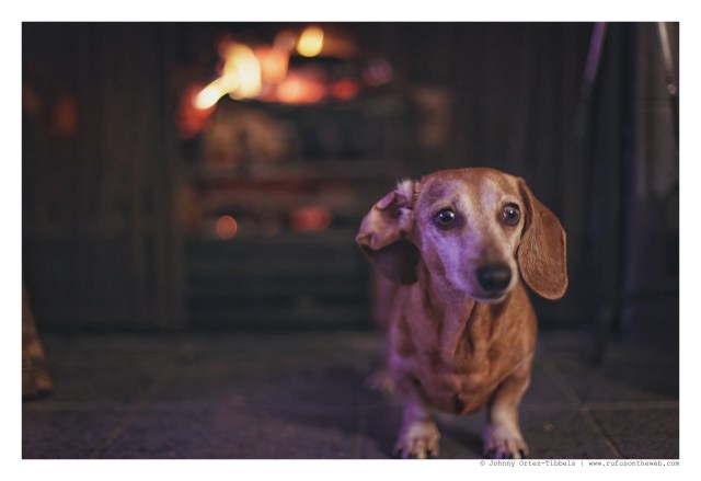 Rufus | January 2016. Photo by: Johnny Ortez-Tibbels ©