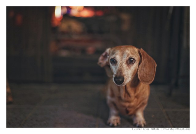 Rufus | January 2016. Photo by: Johnny Ortez-Tibbels ©