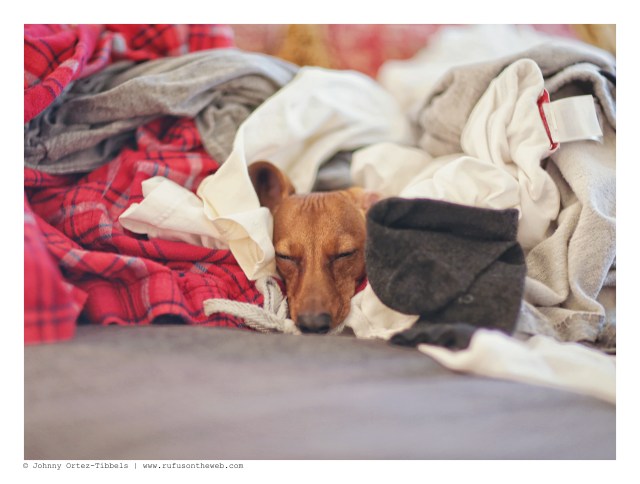 Lily | January 2016. Photo by: Johnny Ortez-Tibbels ©