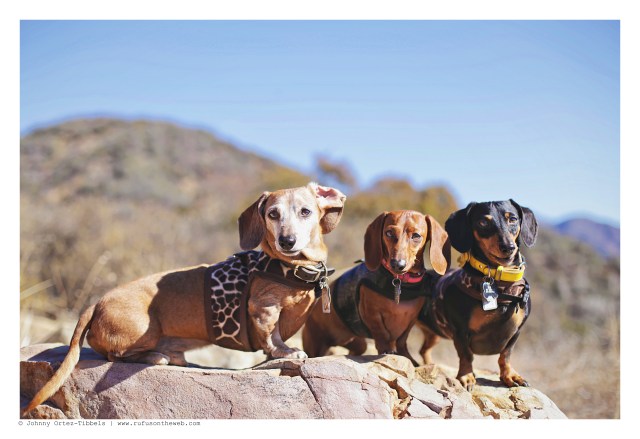 Rufus, Lily & Emily | December 2015. Photo by: Johnny Ortez-Tibbels ©
