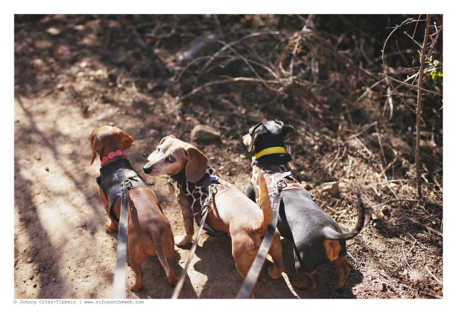 Lily, Rufus & Emily | December 2015. Photo by: Johnny Ortez-Tibbels ©