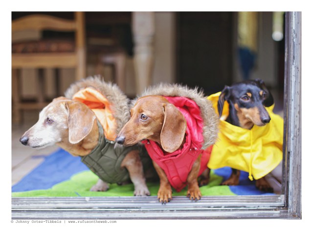 Rufus, Lily & Emily | January 2016. Photo by: Johnny Ortez-Tibbels ©