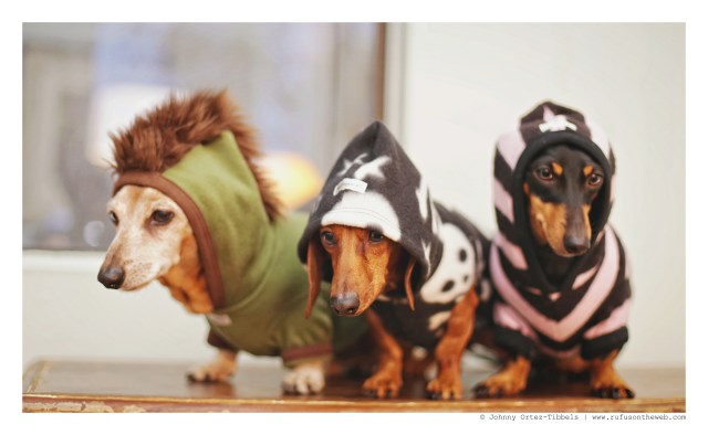 Rufus, Lily & Emily | January 2016. Photo by: Johnny Ortez-Tibbels ©