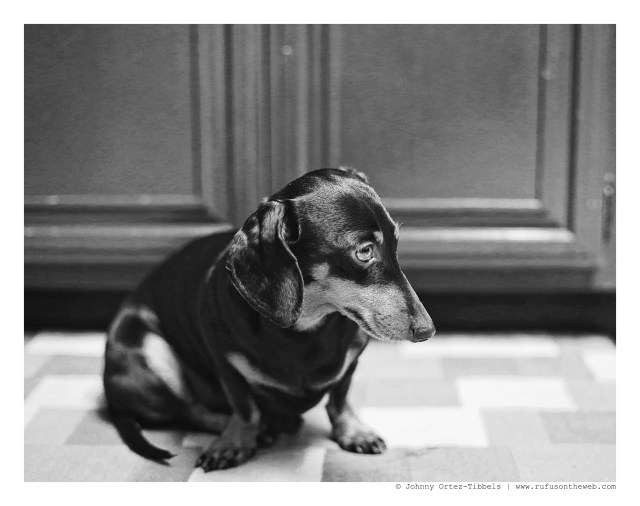 Emily | January 2015. Photo by: Johnny Ortez-Tibbels ©